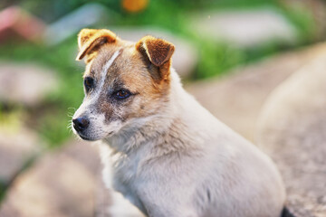 Cute puppy with brown and white fur sitting outdoors in sunlight green blurred background adorable dog with attentive expression close-up portrait of young canine pet in natural setting