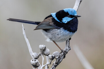 Naklejka premium Male Superb Fairywren from Kangaroo Island South Australia