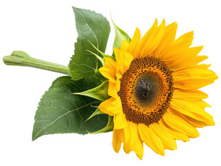 Obraz premium Bright and Vibrant Sunflower with Green Leaves Isolated on White Background