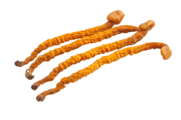 Cordyceps militaris mushrooms, health-focused theme