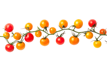 Fresh tomato branch, top view with vibrant colors