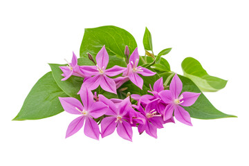 Garlic vine flower blooming with vibrant purple petals and green leaves