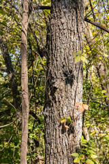 Details of a tree around Guadalupe river