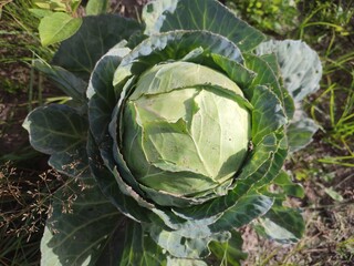Fototapeta premium White cabbage in the garden