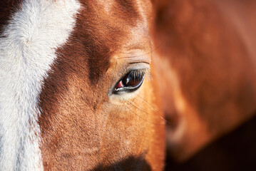 Portrait of the bay horse with white stripe close-up. Brown eye with a blue spot