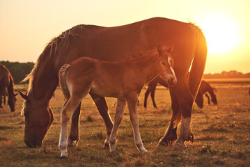 A chestnut draft foal standing next to his mother on a meadow under the evening sun. A red mare with a foal grazes in a field in a herd