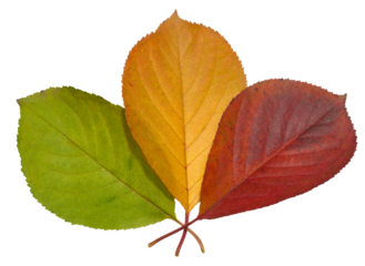 Green, yellow and red cherry tree leaves on isolated background, cyclicity of nature