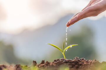 Fototapeta premium Hand nurturing and watering young baby plants growing in germination sequence on fertile soil at sunset background