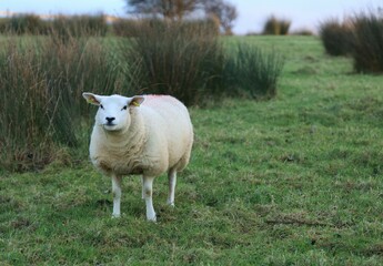 Obraz premium Sheep: Texel breed lamb standing near rushes in field on farmland in rural Ireland in winter 