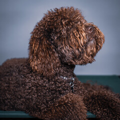 Portrait of a Barbet