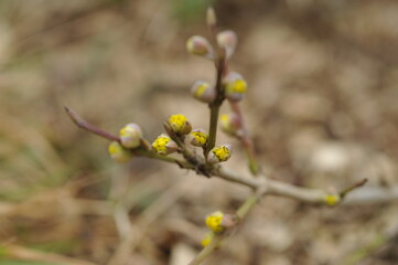 Dogwood buds in early spring