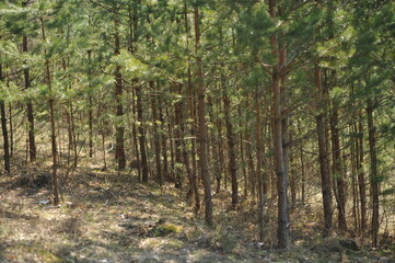 Obraz premium Young pine forest, many trees