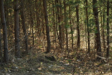 Obraz premium Young pine forest, many trees