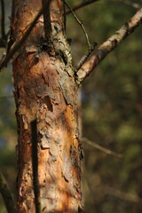 Obraz premium Pine bark texture in the forest