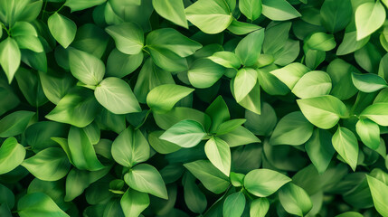 Obraz premium Lush green leaves filling the frame, showcasing the beauty of foliage and nature's vibrant colors.