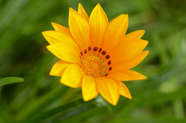 Vibrant yellow flower bursts forth in a lush garden scene during a sunny afternoon in spring