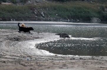 otters vs dogs