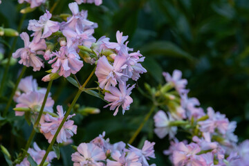 Fototapeta premium Blooming clump of Common soapwort on a summer evening in rural Estonia, Northern Europe