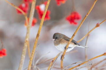Pink-sided dark-eyed junco (Junco hyemalis) in winter