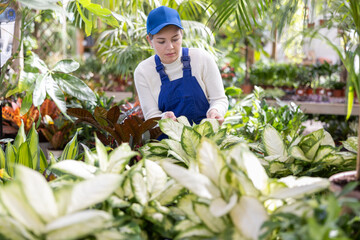 Young female employee of flower supermarket near shelf with Diffenbachia, chooses pot with young...