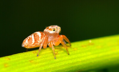 beautiful desert spider, argentine Patagonia