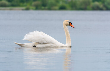 Obraz premium Graceful white Swan swimming in the lake, swans in the wild. Portrait of a white swan swimming on a lake.