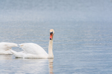 Fototapeta premium Two Graceful white Swans swimming in the lake, swans in the wild