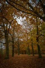 Herbstlandschaft im Wald