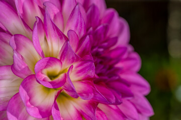 Pink Chrysantheme