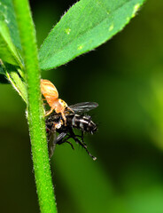 little spider devouring a fly