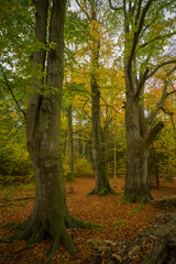 Obraz premium Herbstlandschaft im Wald