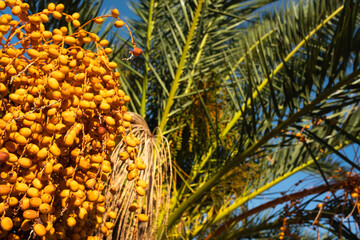 Golden Dates Hanging on a Palm Tree Against a Clear Blue Sky. Palm cultivation for nature lovers,...