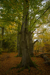 Obraz premium Herbstlandschaft im Wald