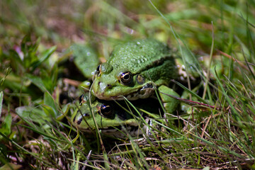 Obraz premium The Marsh Frog (Pelophylax ridibundus).