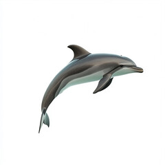 Obraz premium Dolphin isolated on white background