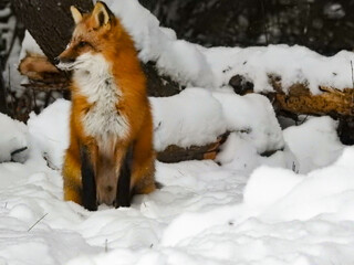 Obraz premium Red Fox in the freshly falling winter snow 