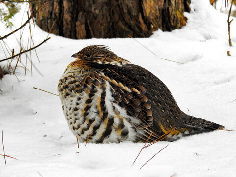 Grouse lying perfectly still in the snow to camouflage his whereabouts