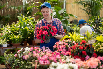 Male gardener arranging potted Azalea for market and wearing greenhouse uniform