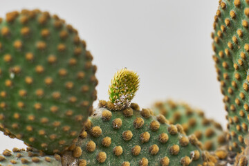 Succulent cactus plants that grow, adapting to the environment in natural conditions
