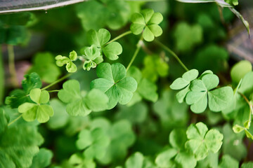 Obraz premium Lucky Clover concept for St. Patrick's Day in Ireland