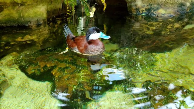Cute Little Blue Billed Duck