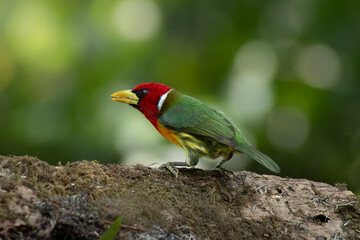 Fototapeta premium Red-headed barbet eating banana
