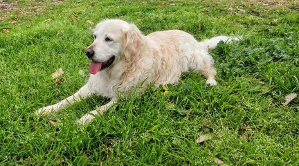 Golden Retriever in the park