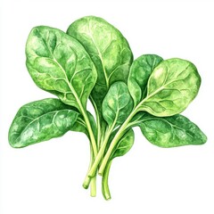 Fototapeta premium Spinach Leaves Botanical Watercolor Art