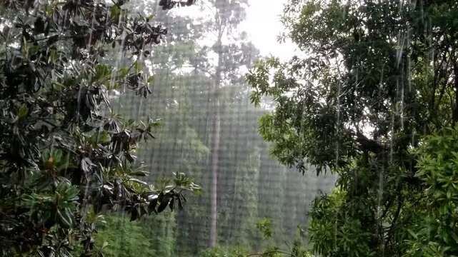 Rain background between two trees
