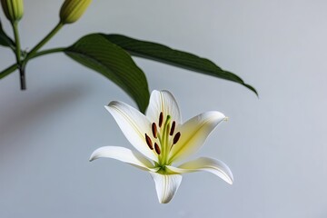 Obraz premium Lily Petal Floating on White Background with Full Depth of Field