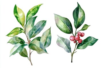Obraz premium Watercolor Painting of Green Leaves and Red Berries