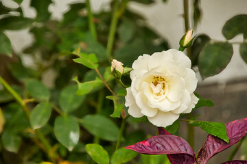 White rose in the garden, combining its beauty with leaves of different shades and colors
