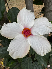 Hibiscus