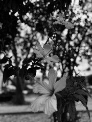 Rose of Sharon